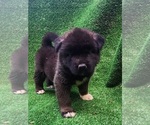 Puppy 6 Akita