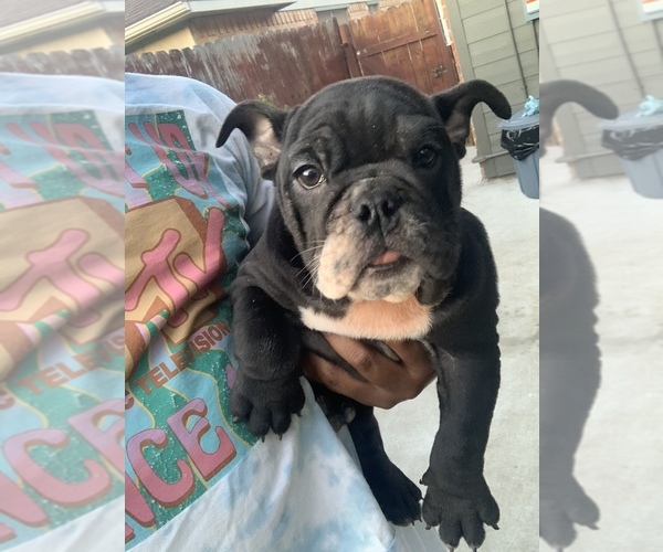 Medium Photo #2 Bulldog Puppy For Sale in MISSOURI CITY, TX, USA