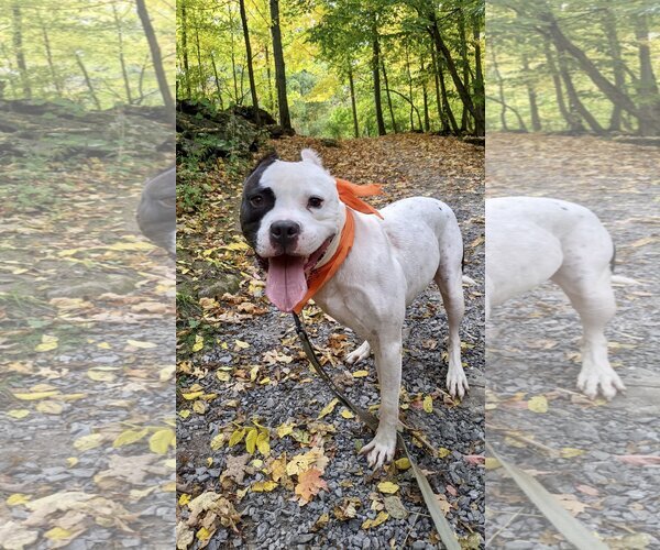 Medium Photo #7 American Pit Bull Terrier-Unknown Mix Puppy For Sale in Lockport, NY, USA