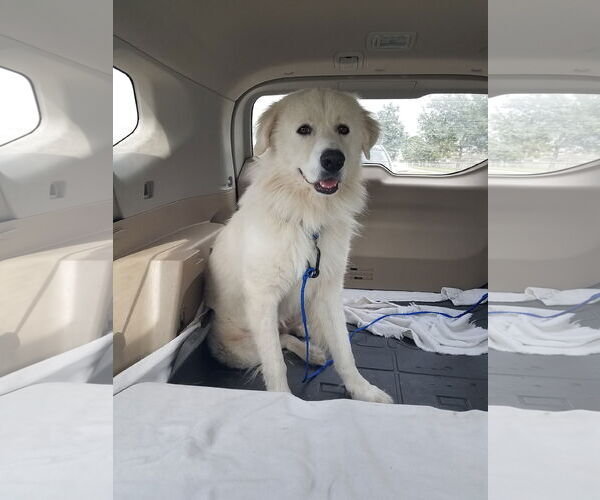 Medium Photo #3 Great Pyrenees-Unknown Mix Puppy For Sale in Houston, TX, USA