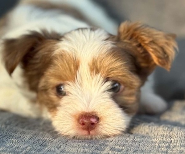 Medium Photo #4 Yorkshire Terrier Puppy For Sale in DAYTON, TX, USA