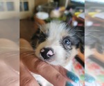 Puppy Storm Female Australian Shepherd