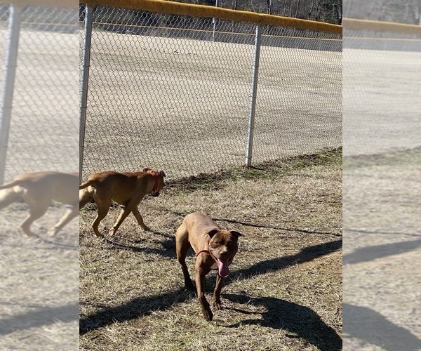 Medium Photo #21 American Pit Bull Terrier Puppy For Sale in CHARLOTTE, NC, USA