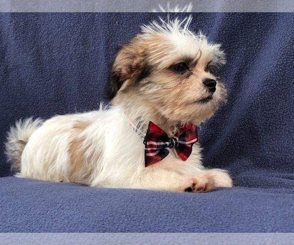 Medium Photo #5 Poodle (Miniature)-Shorkie Tzu Mix Puppy For Sale in LAKELAND, FL, USA