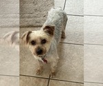 Small Silky Terrier Mix