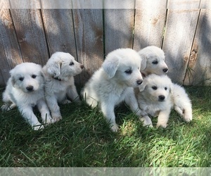 Great Pyrenees Puppy for sale in LOMA, CO, USA