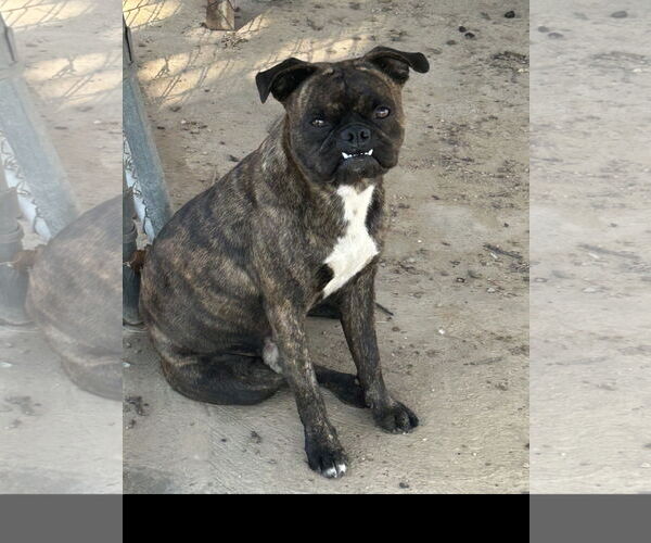 Medium Photo #2 Pug Puppy For Sale in Denton, TX, USA