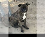 Small #1 Pug