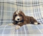 Small #6 Cavapoo