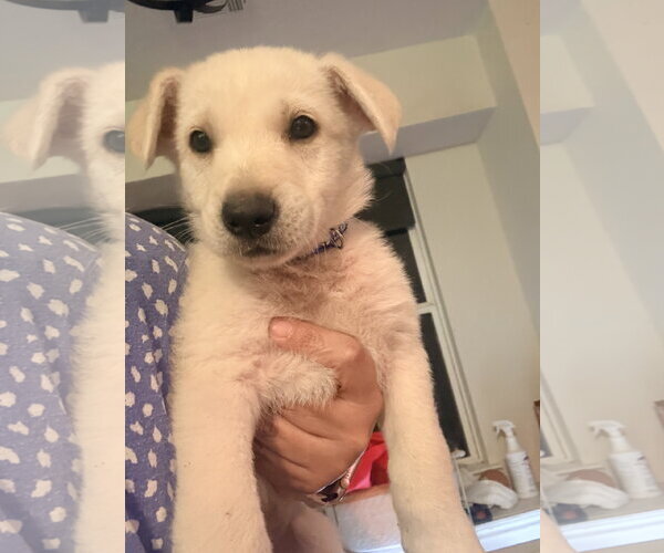 Medium Photo #1 Labrador Retriever-Unknown Mix Puppy For Sale in The Woodlands, TX, USA