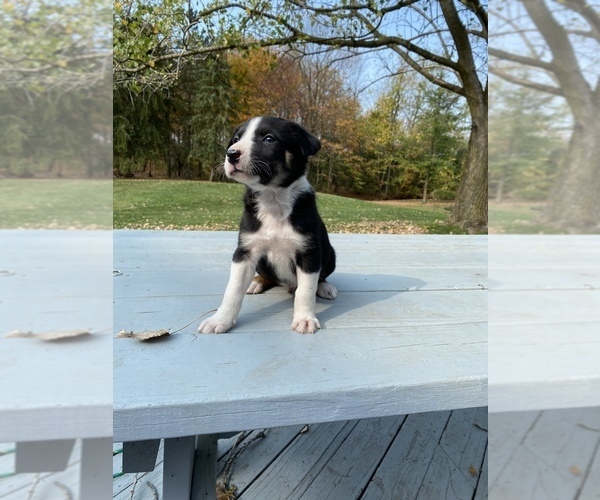 Medium Photo #3 Collie Puppy For Sale in UNION SPRINGS, NY, USA