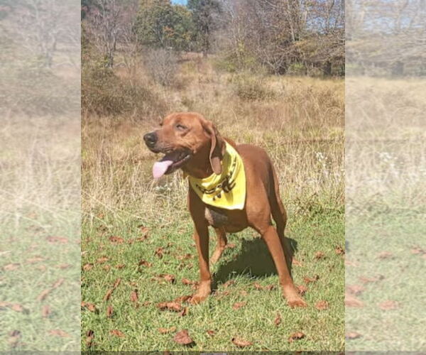 Medium Photo #4 Redbone Coonhound Puppy For Sale in Westminster, MD, USA