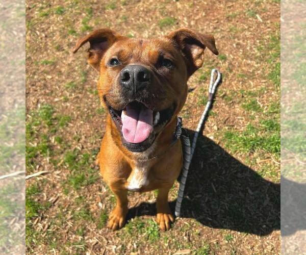 Medium Photo #4 Mutt Puppy For Sale in Shelburne, VT, USA