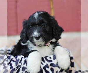 Bernedoodle Puppy for sale in ORRSTOWN, PA, USA