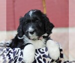 Small Photo #1 Bernedoodle Puppy For Sale in ORRSTOWN, PA, USA
