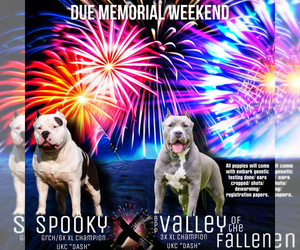 American Bully Litter for sale in STOCKBRIDGE, GA, USA