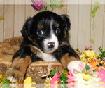 Small Photo #3 Miniature Australian Shepherd Puppy For Sale in HAMMOND, IN, USA