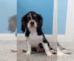 Puppy 5 Cavalier King Charles Spaniel