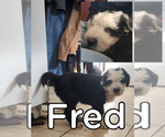 Image preview for Ad Listing. Nickname: Fred