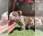 Small Photo #4 Bulldog Puppy For Sale in LOS ANGELES, CA, USA