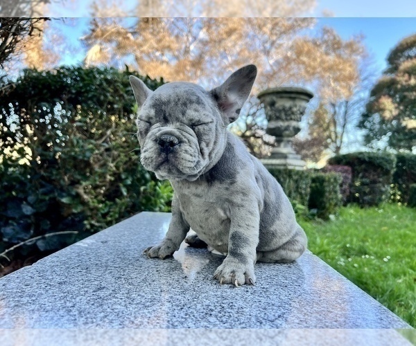 Medium Photo #212 French Bulldog Puppy For Sale in HAYWARD, CA, USA