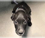 Small Mutt