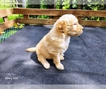 Small #2 Goldendoodle