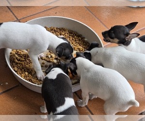 Rat Terrier Puppy for sale in MIAMI, FL, USA
