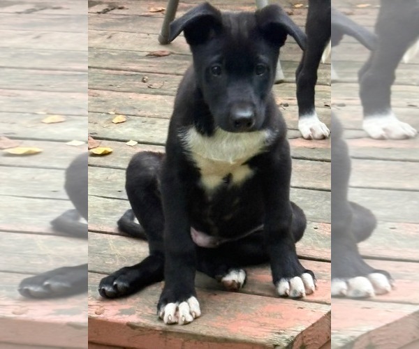 Medium Photo #1 Labsky Puppy For Sale in Anchorage, AK, USA