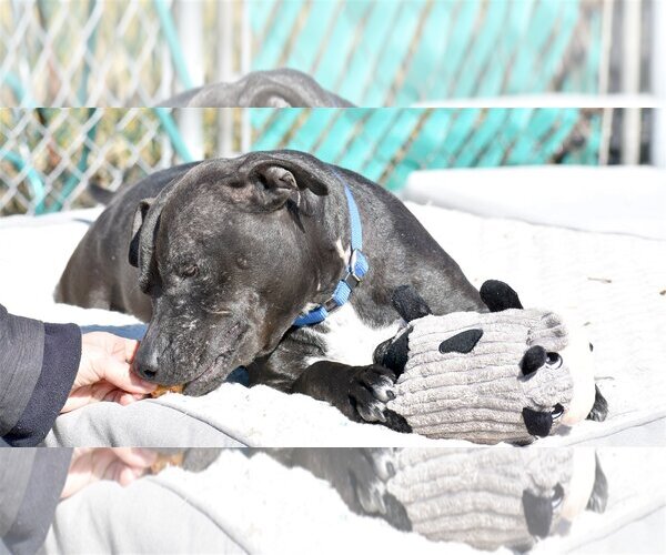 Medium Photo #6 Labrador Retriever-Unknown Mix Puppy For Sale in Spring Lake, NJ, USA