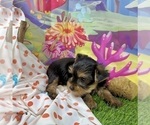 Small #7 Yorkshire Terrier