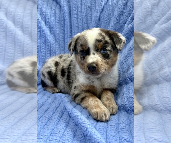 Medium Photo #1 Australian Shepherd Puppy For Sale in FAIR HAVEN, MI, USA
