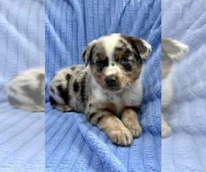 Australian Shepherd Puppy for sale in FAIR HAVEN, MI, USA