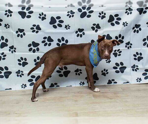 Medium Photo #1 American Pit Bull Terrier-Unknown Mix Puppy For Sale in Sanford, FL, USA