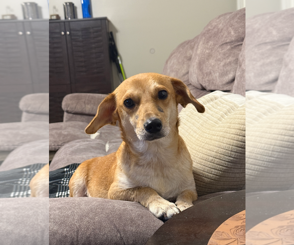 Medium Photo #2 Toy Rat Doxie Puppy For Sale in Holly Springs, NC, USA