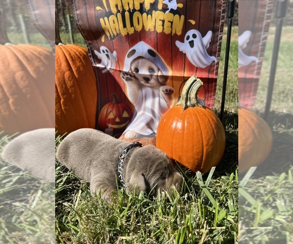 Medium Photo #14 Labrador Retriever Puppy For Sale in NEOLA, WV, USA