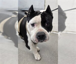 Bulldog Dogs for adoption in San Bernardino, CA, USA