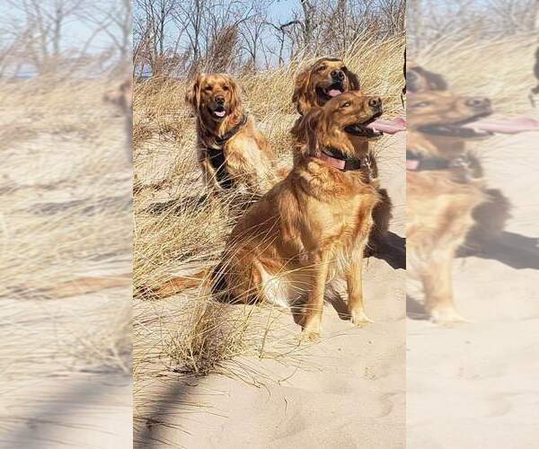 Medium Photo #8 Golden Retriever Puppy For Sale in PULASKI, NY, USA