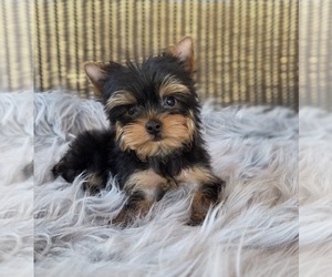 Yorkshire Terrier Puppy for sale in BATTLE GROUND, WA, USA