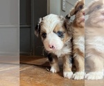 Small #1 Aussie-Corgi
