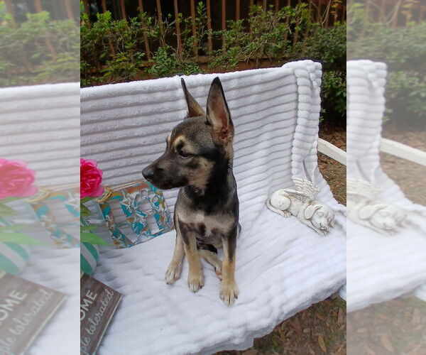 Medium Photo #2 German Shepherd Dog-Unknown Mix Puppy For Sale in Oak Bluffs, MA, USA