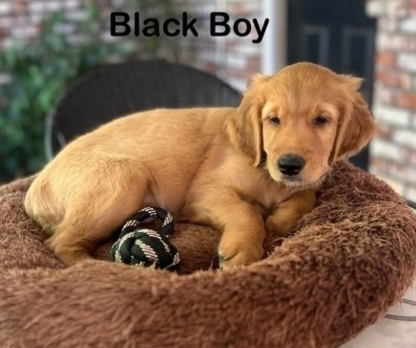 Medium Photo #38 Golden Retriever Puppy For Sale in FRESNO, CA, USA