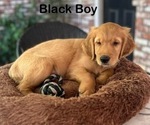 Small #2 Golden Retriever