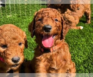Goldendoodle Puppy for sale in OAKLAND, CA, USA