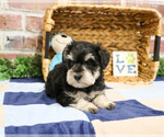 Small #1 Schnauzer (Miniature)