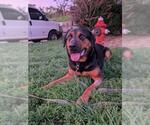 Small Shepweiller