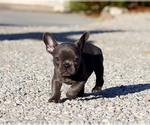 Dina - Female French Bulldog Puppy for Sale - Photo #6