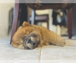 Small Photo #3 Chow Chow Puppy For Sale in WEST PALM BEACH, FL, USA