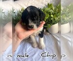 Puppy 3 Australian Shepherd-Goldendoodle Mix