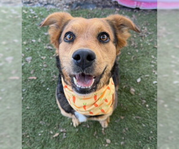 Medium Photo #4 Mutt Puppy For Sale in Ventura, CA, USA